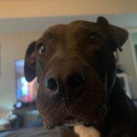 Matt Leib / #BLM / He/Him (@mbleib) 's Twitter Profile