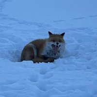 けけ (@ken37048443) 's Twitter Profile