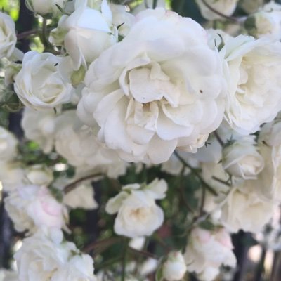 EHecketsweiler's profile picture. Jurisprudente. Héritière de Justinien.