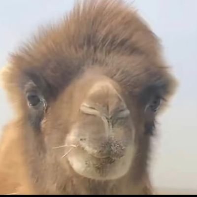 lengye333's profile picture. 