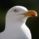 Fran Harvey - @franhelenharvey - Twitter