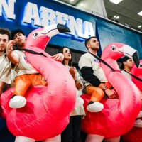 The FAU Flock (@fauflamingos) 's Twitter Profile
