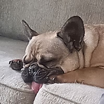 Mom, wife, dog lover, 🇨🇦, Trump/MAGA hater, #resist 🌊 💙 🇺🇦 no DMs please