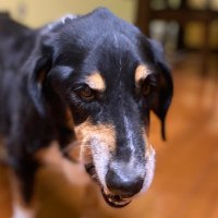 . (@potroast1975) 's Twitter Profile