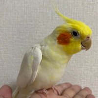 おむるり🔥☁️⛳️🔥🐱🐬🐈‍⬛🎰 (@omururi) Twitter profile photo