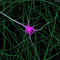 Falzone_Lab (@falzonelab) 's Twitter Profile