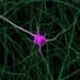 Falzone_Lab (@falzonelab) Twitter profile photo Falzone_Lab (@falzonelab) Twitter profile photo