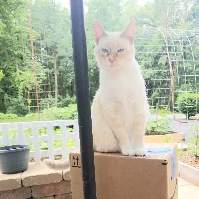 Geekgirl2024too's profile picture. Home grown in the midwest.
I blame all of my brain farts on chemtrails.  Following President Trump for his cat memes.