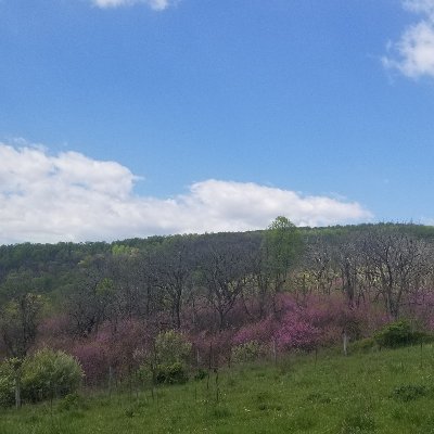 elephant919's profile picture. 일상/등산/캠핑/음식/식물