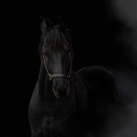 Dude (@cucu997) Twitter profile photo