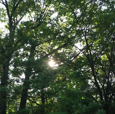 anonediary2's profile picture. ❤ 好き❤⇒ 浜田省吾  矢沢永吉    B’z   カープ
    省吾さんの青の時間  名古屋直前にインフルエンザにかかりリセール😭  矢沢さんの東京ドーム →ハズレました💦 省吾さんのツアー決定！ →ハズレました😢 
無言フォロー失礼致します。