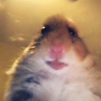 πTποΈRπRπ| Moved to Bsky (@trashratvt) 's Twitter Profile