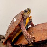 ヨッシー🐢🦎 (@yoshi_spen) 's Twitter Profile