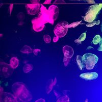 波乱 (@schuberg0409) 's Twitter Profile