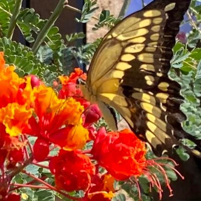 abuelachancluda's profile picture. 