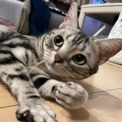 SCAPA_scapa's profile picture. FXねこ