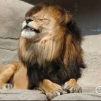 himmy neutron (@dwilldidthat) 's Twitter Profile Photo