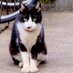 ウルトラグレイス田中(=^x^=) (@ultragrace_tt) Twitter profile photo ウルトラグレイス田中(=^x^=) (@ultragrace_tt) Twitter profile photo