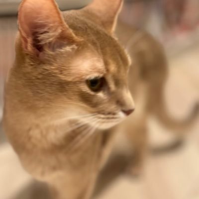 ☆雪猫☆ 雪猫 (@yukineko_neko_s) / Posts / X