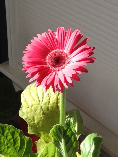 Heathermjo's profile picture. 