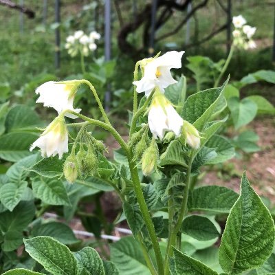 komasa3162's profile picture. 