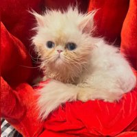 blue (@labubulesbian) 's Twitter Profile