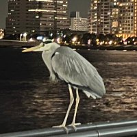 ねる (@neru_neeee) 's Twitter Profile