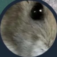 ハムニダ (@hamyusei) 's Twitter Profile