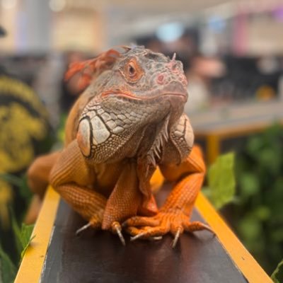 marknicol's profile picture. I tweet and retweet things I find interesting. Mostly related to, #mufc, #ecfc, #music, #F1, #FPL, and life as a 🇬🇧 in 🇲🇾/🇸🇬