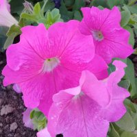 أمجد الماضي Amjad Almadi (@abwmkht29613409) Twitter profile photo