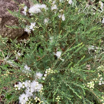 teatree_garden's profile picture. 𖡼.𖤣𖥧𖡼.𖤣𖥧自然派🌱𖡼.𖤣𖥧𖡼.𖤣𖥧