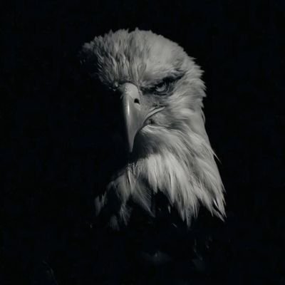 a_moujed's profile picture. 