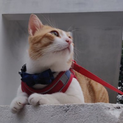 Cat video aficionado II Tweets & RT about Geopolitics, History, Pets, etc. My Cats 🐈 @diva_sundari
