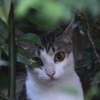 ぁぃ (@_ivancat23) 's Twitter Profile