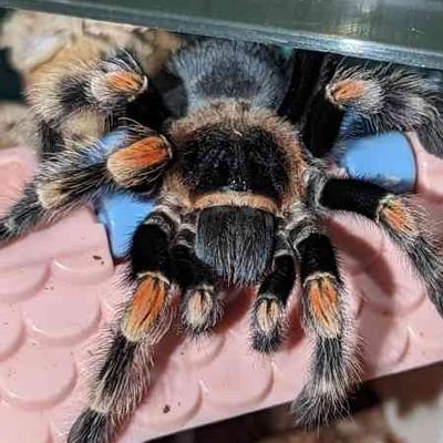 TonyJ5963's profile picture. I love tarantulas and other spiders