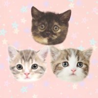 しずわらひなた (@shizuwarahinata) 's Twitter Profile Photo しずわらひなた (@shizuwarahinata) 's Twitter Profile Photo
