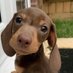 LawdOfPuppeies (@ilubbpuppy) Twitter profile photo LawdOfPuppeies (@ilubbpuppy) Twitter profile photo