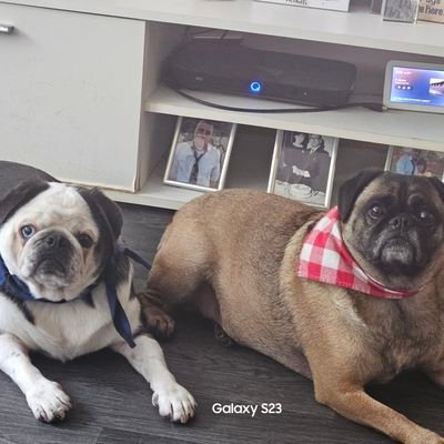 Madonna,Kelly Clarkson
I live in Bonnie Scotland
AHS,Wentworth,long live Joan Ferguson
My Pugs are my world 🌎
#veryimportantpugs