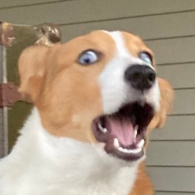 3D_PUPPO's profile picture. Non-Binary, Bisexual and Stupid