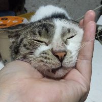 Lelouch☜ (◍•ᴗ•◍)╠ (@lukring_si_lucy) 's Twitter Profile