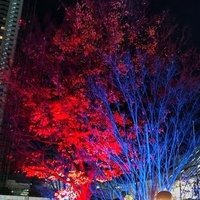 ツバキ💙❤ (@tsubaki_24) 's Twitter Profile Photo ツバキ💙❤ (@tsubaki_24) 's Twitter Profile Photo