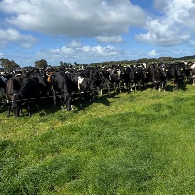 wallac46953's profile picture. Dairy, Beef and Sheep farmer South west vic