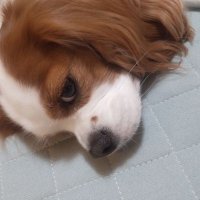 あき (@580i4kl2s315646) 's Twitter Profile