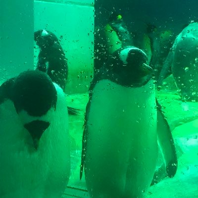 tips_lalatan's profile picture. 