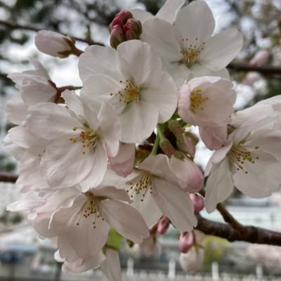 西井さんのプロフィール画像