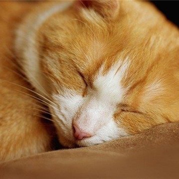 副業で収入を増やすコツを共有中。副業初心者にお得な情報をお届け。僅かですが現金プレゼント企画も実施しております★ 詳細はココから→