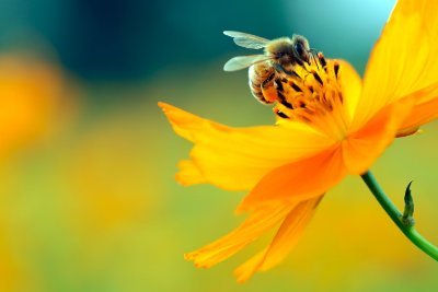 「花は、常に人々をより良く、より幸せに、より助けます。花は魂にとっての太陽の光であり、食べ物であり、薬なのです。」