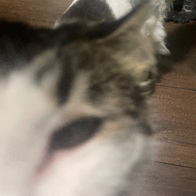 EJs_Leftfoot's profile picture. I just exist
Generally inactive
Not a bot :P
Will dress up my plush more 💖