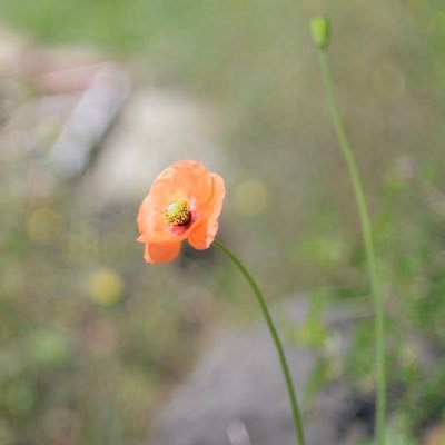 pepe00394041225's profile picture. 上級ウェブ解析士。日々の学びは毎週noteに記録を残しています。