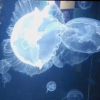 海月𓂃◌𓈒𓐍 (@104castiel) 's Twitter Profile Photo 海月𓂃◌𓈒𓐍 (@104castiel) 's Twitter Profile Photo
